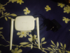 Tenda Router